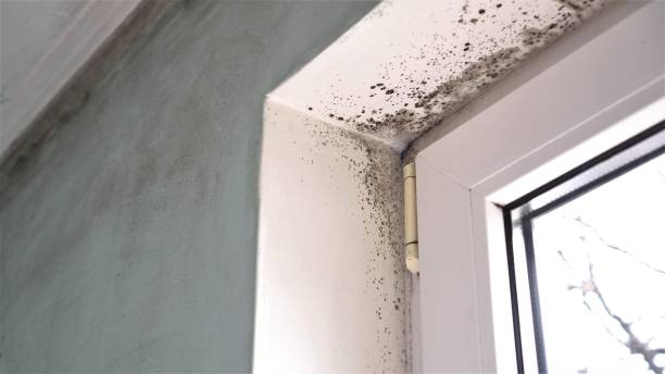 Best Office Mold Removal Services  in West Van Lear, KY