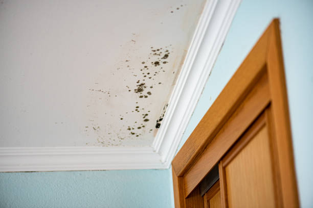 Best Mold Removal Company Near Me  in West Van Lear, KY