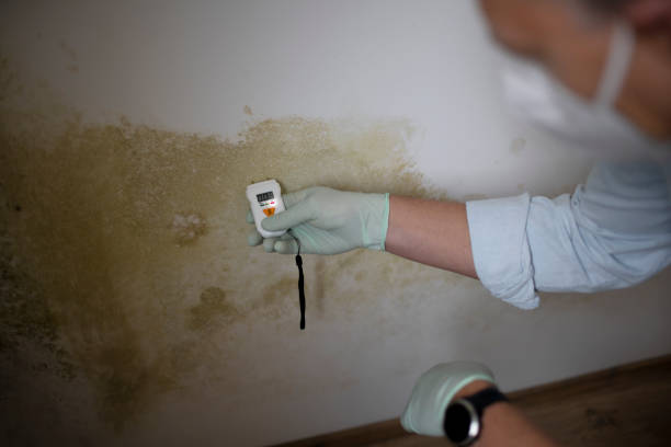 Best Affordable Mold Removal  in West Van Lear, KY