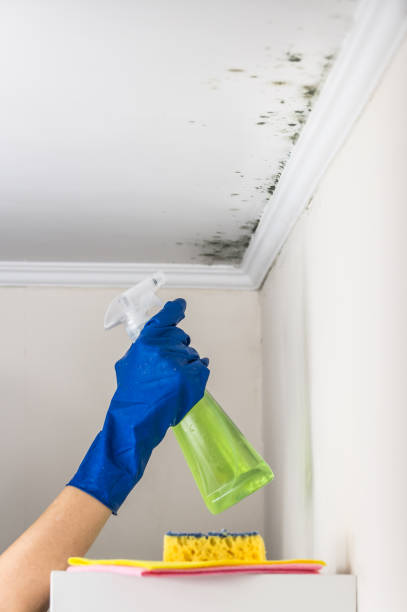 Best Certified Mold Removal  in West Van Lear, KY